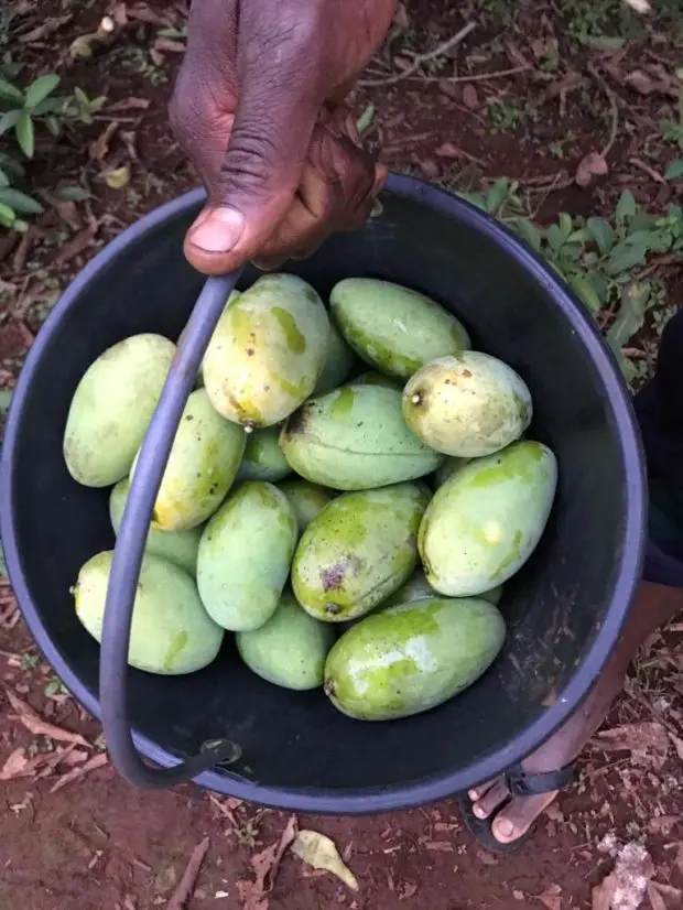structuration et déploiement de la filière café Développement d’une filière mangue destinée à fabriquer des jus de fruits
