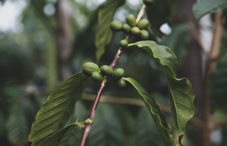formation à l’agriculture d’agroforesterie  Ferme-école : plantation des plants de café sur les 11 premiers hectares